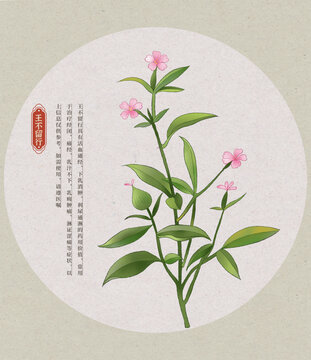 王不留行中草藥國潮國風(fēng)水彩插畫