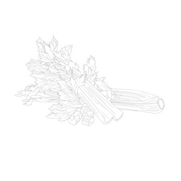 芹菜