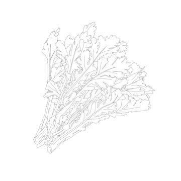 茼蒿