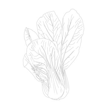 油菜