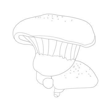 白靈菇