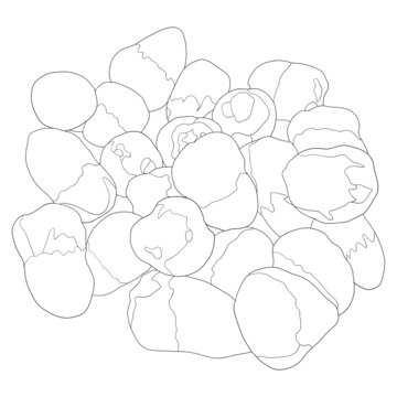 草菇