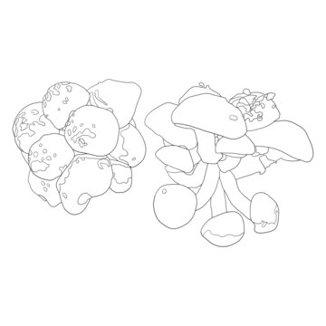 滑子菇