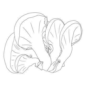 蘑菇