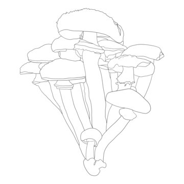榛蘑