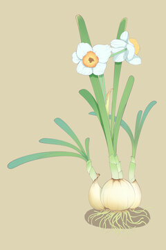 水仙