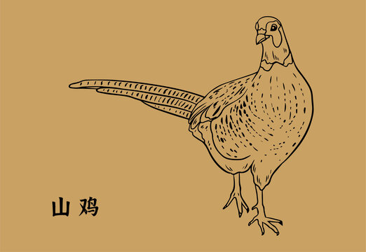 七彩山雞