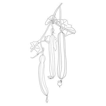 絲瓜