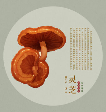 靈芝手繪插畫