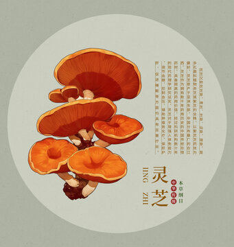 手繪靈芝中藥材