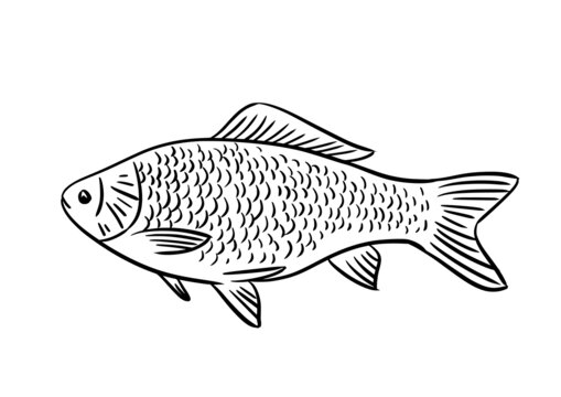 矢量鯽魚