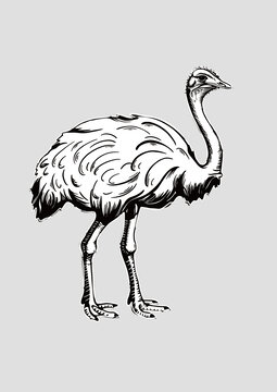 矢量鴕鳥