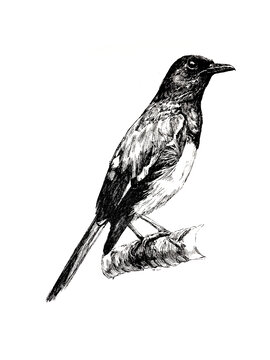 鳥類鋼筆畫