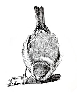 鳥類鋼筆畫