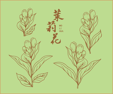 茉莉花素材