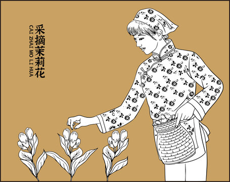 采摘茉莉花