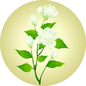 茉莉花