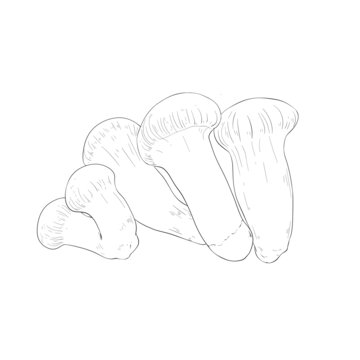 松茸