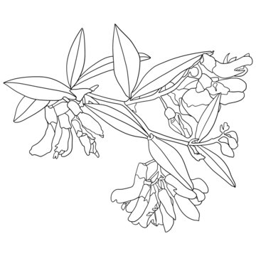 歪頭菜