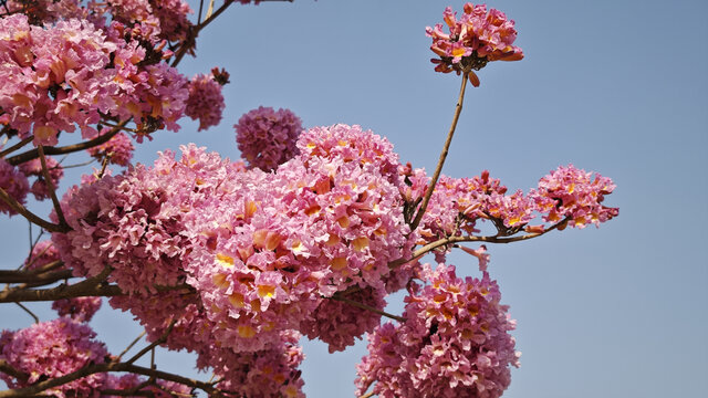 紫花風鈴木