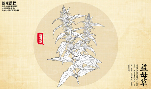 益母草線描圖