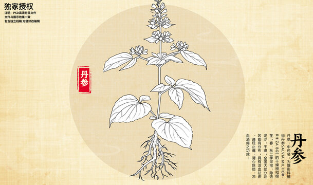 丹參線描圖