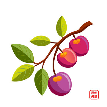 矢量插圖水果成熟梅果