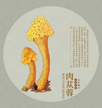 肉蓯蓉手繪中草藥插畫