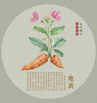 地黃中草藥手繪插畫