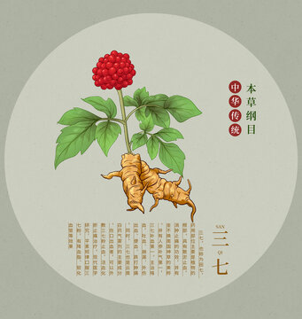 三七中草藥手繪插畫