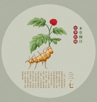 三七中草藥手繪插畫本草綱目繪本