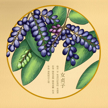 手繪中藥材插畫女貞子