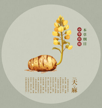 天麻手繪插畫