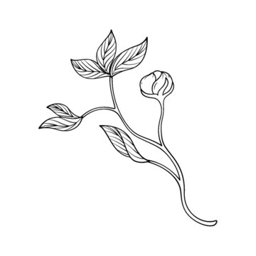 花苞植物枝頭