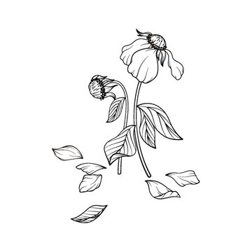 枯萎的花