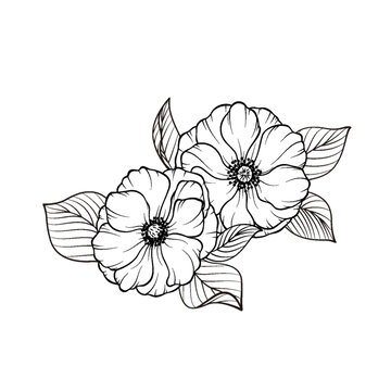 開放的兩朵花