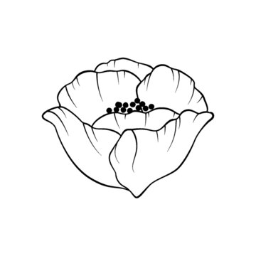 半開花朵線稿