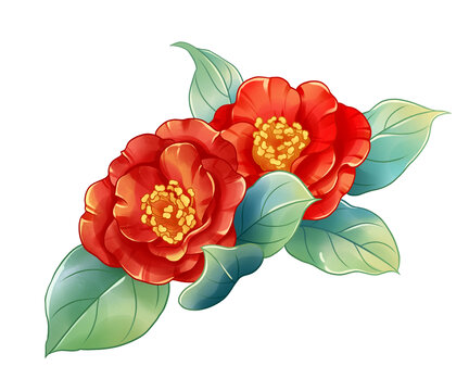 紅色山茶花插畫(huà)素材