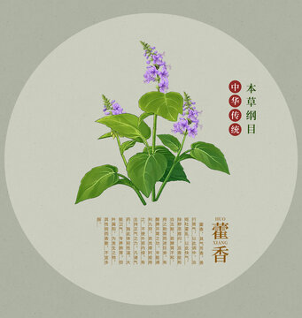 藿香手繪插畫本草綱目繪本
