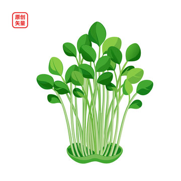 矢量插圖新鮮蔬菜豆芽苗