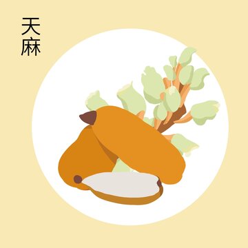 天麻