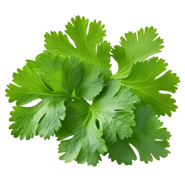 [免摳素材]新鮮芫荽葉特寫(xiě)