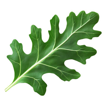 [免摳素材]綠色植物葉片特寫圖