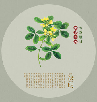 決明手繪插畫(huà)中草藥素材