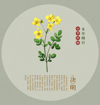 決明子中草藥素材插畫