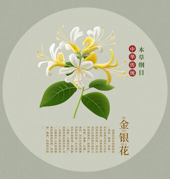 金銀花手繪插畫