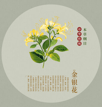 金銀花中草藥手繪插畫