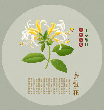 金銀花中草藥手繪插畫