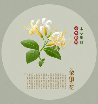 金銀花藥材中草藥手繪插畫