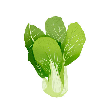油菜
